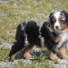Howzer - blue eyes - Blue merle male Miniature Australian Shepherd puppy in Hillsdale, Michigan from Faithwalk Aussies and Mini American Shepherds