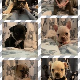 French Bulldog Puppies from Lola’s Frenchies