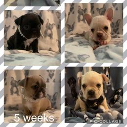 French Bulldog Puppies from Lola’s Frenchies