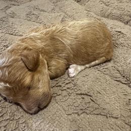 Girl 2 - Cream female Poodle puppy in Fredericktown, Missouri from Ellie & Co. Doodles and Poodles