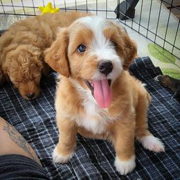 Assorted Doodle Crosses Puppies from Do Wah Diddy Doodles