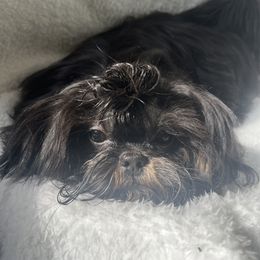 Patriot - Shih Tzu