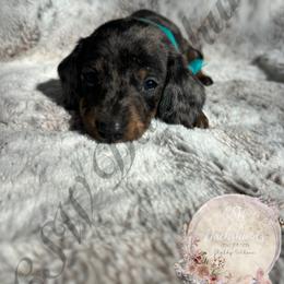 Dachshund Puppies from CSW Dachshunds