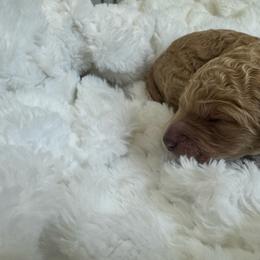Teal Female Dani - Apricot female Poodle puppy in Mc Henry, Maryland from TLC by the Lake Standard Poodle and Doodles