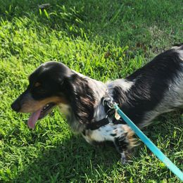 Chuck - Dachshund