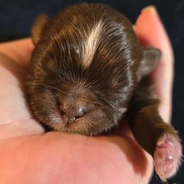 Alvin - Chocolate male Shih Tzu puppy in Brighton, Missouri from Morningstar's Shih Tzu