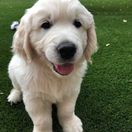 Golden Retriever Puppies from Norterra Goldens
