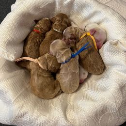 Red Collar Female - Red  female Goldendoodle puppy in Bradenton, Florida from Suncoast Goldendoodles