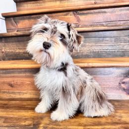 Jojo - Miniature Schnauzer
