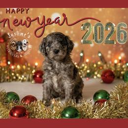 Peppermint Patty - Merle female Goldendoodle puppy in Sterling, Connecticut from Justine’s Retrievers and Doodles