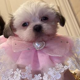 Daisy - White female Shih Tzu puppy in Frisco, Texas from My Royal Shih Tzu⚜️