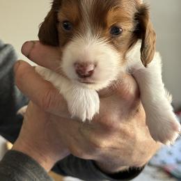 Chocolate - Piebald female Dachshund puppy in Easley, South Carolina from Castle Hill Doxies, LLC