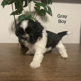 Gray Boy - Black and white Shih Tzu puppy in Conroe, Texas from NINKENNEL