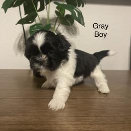 Gray Boy - Black and white Shih Tzu puppy in Conroe, Texas from NINKENNEL