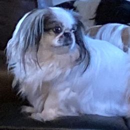 Bandit - Pekingese