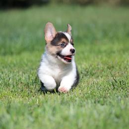 Pembroke Welsh Corgi Puppies from Bellwether Acres