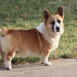 Maverick - Pembroke Welsh Corgi