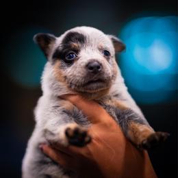 Girl 1 - Blue speckled female Australian Cattle Dog puppy in Amesbury, Massachusetts from Fox Hill Farm & K9