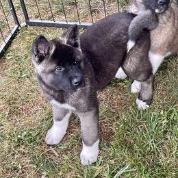 Akita Puppies from After Midnight Akitas
