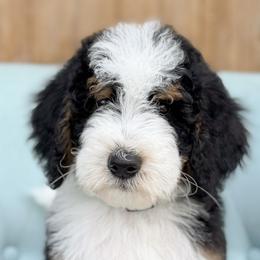 Colin - Boy 2 - Tri-color male Bernedoodle puppy in Bellville, Ohio from Bernedoodle Buddies