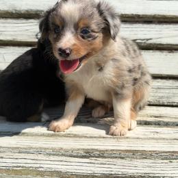 Breeze - Blue merle male Miniature Australian Shepherd puppy in Licking, Missouri from Burnett Aussies