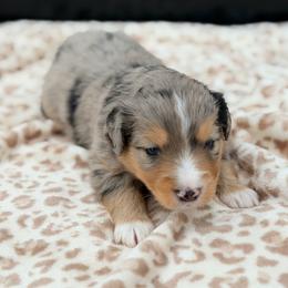 Boy 2 - Blue merle male Miniature Australian Shepherd puppy in Arcadia, Indiana from Sunset Cowgirl Mini Aussies