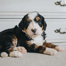 Bernedoodle Puppies from Barnyard 2 Backyard