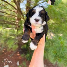 Piper - Tri-color female Bernedoodle puppy in Wamego, Kansas from Doodles of Oz