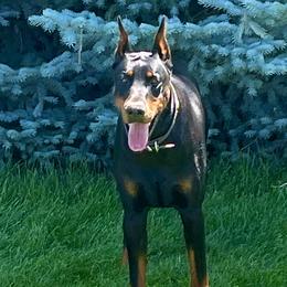 Stax - Doberman Pinscher