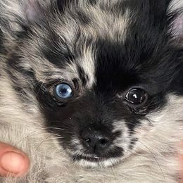 Pomeranians from Hughes Springs Tx Poms