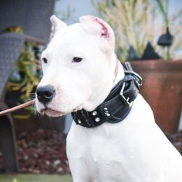 Vitani - Dogo Argentino puppy from Debonair Dogos