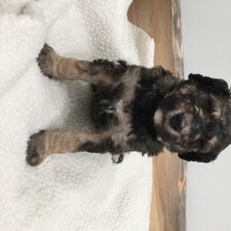 Bernedoodle Puppies from Cry Woof LLC