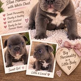 Remi - Blue female French Bulldog puppy in Florida from Doxie Rugrats