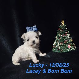 Lucky - White male Maltese puppy in Alexandria, Alabama from Lydia's Maltese and Yorkshire Terriers