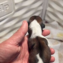 Roxie - Gold and white female Shih Tzu puppy in Eunice, Louisiana from 4J's Cajun Kennels