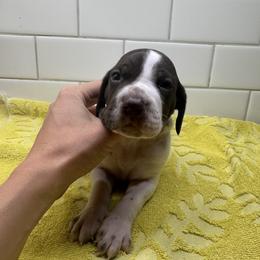 Green Boy - Liver male German Shorthaired Pointer puppy in White Salmon, Washington from Holding Hands Farm