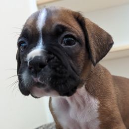 Holly - Fawn Boxer puppy in Wellington, Ohio from Brinkhaven Boxers