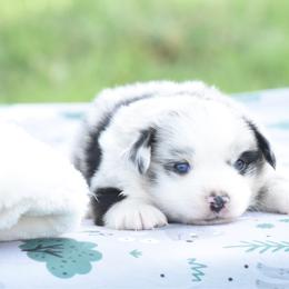 Poetic - Blue merle female Toy Australian Shepherd puppy in Chickasha, Oklahoma from Rustic Lace