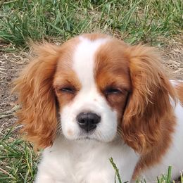 Lexi - Cavalier King Charles Spaniel