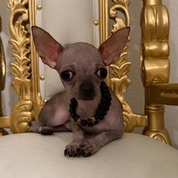 Rich - Blue fawn male Chihuahua puppy in Burleson, Texas from Tiny Diiamond Chihuahua Boutique