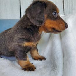 Dalilah - Blue and tan female Dachshund puppy in Mountain Grove, Missouri from Callaway Country Dachshunds