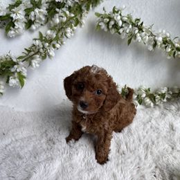 Deer - Red  Goldendoodle puppy in Eagle Mountain, Utah from Lady Paws Puppies