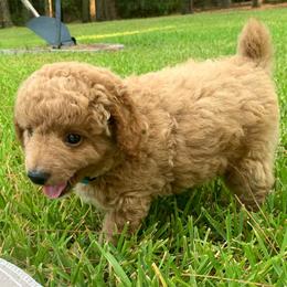 Oliver - Apricot male Poodle puppy in Nacogdoches, Texas from BA Mini Poodles
