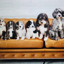 Assorted Doodle Crosses, Bernedoodles, Dachshunds, Goldendoodles, and Havanese from Kim's Cove Dog Co.