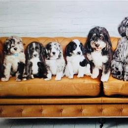 Assorted Doodle Crosses, Bernedoodles, Dachshunds, Goldendoodles, and Havanese from Kim's Cove Dog Co.