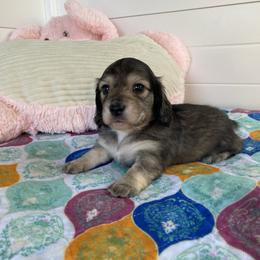 Cosette - Sable female Dachshund puppy in Wolf Lake, Indiana from Canisteo Dachshunds