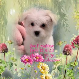 Zoe - White female Maltese puppy in Silverhill, Alabama from Malteseuluv’s Tiny Treasurers