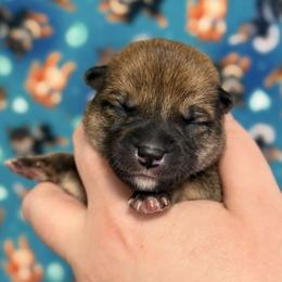 Hanabi - Red male Shiba Inu puppy in Marshall, Minnesota from Tobitatsu Shiba Inu