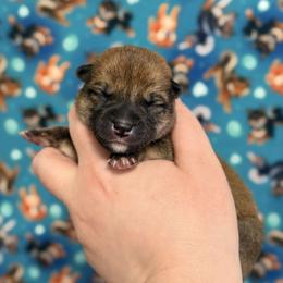 Hanabi - Red male Shiba Inu puppy in Marshall, Minnesota from Tobitatsu Shiba Inu