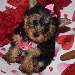 Bai - Black and tan Yorkshire Terrier puppy in Maple Heights, Ohio from Yorkiesllc